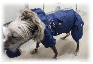 Combinaison d'hiver pour chien bleu- Chien chinois - Taille XL